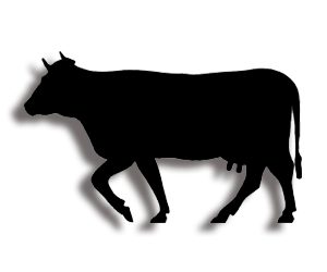 cow